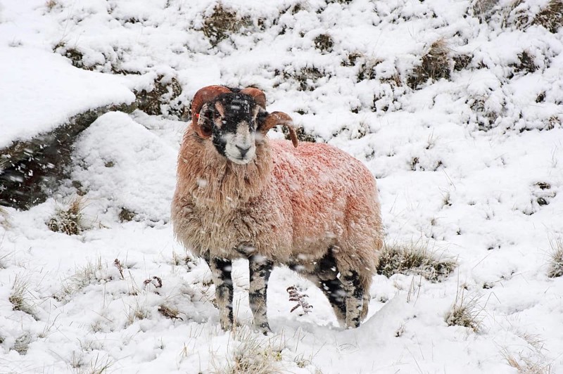 Domestic sheep