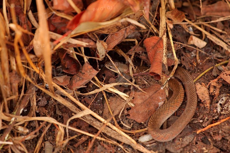 Golden-bellied snake