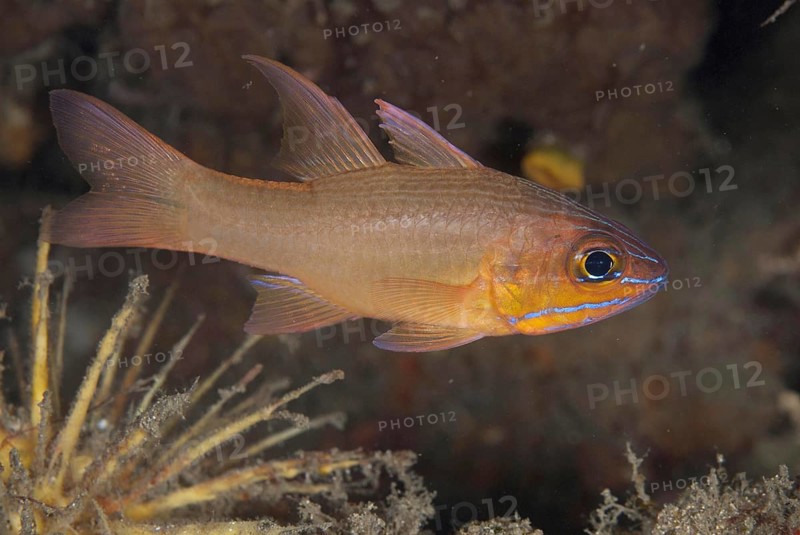 Yellow-lined Cardinalfish