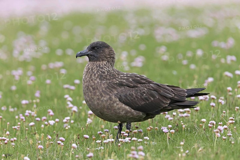 Great skua
