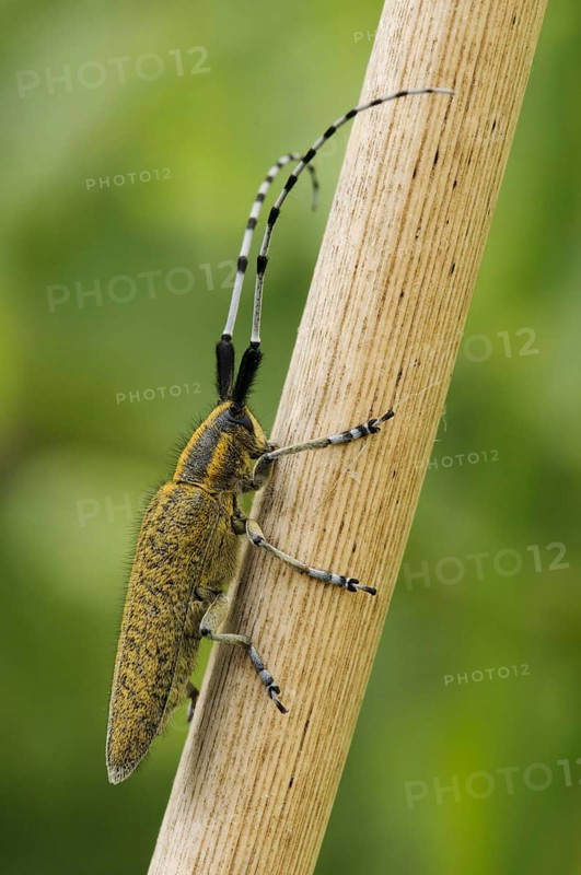 Golden-bloomed Grey Longhorn Beetle
