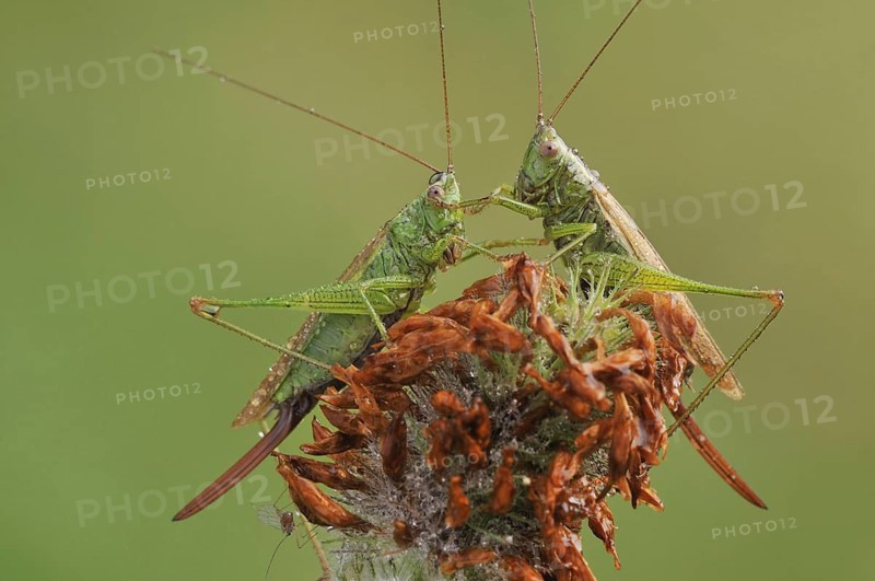Long-winged Conehead