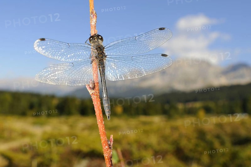Black Darter