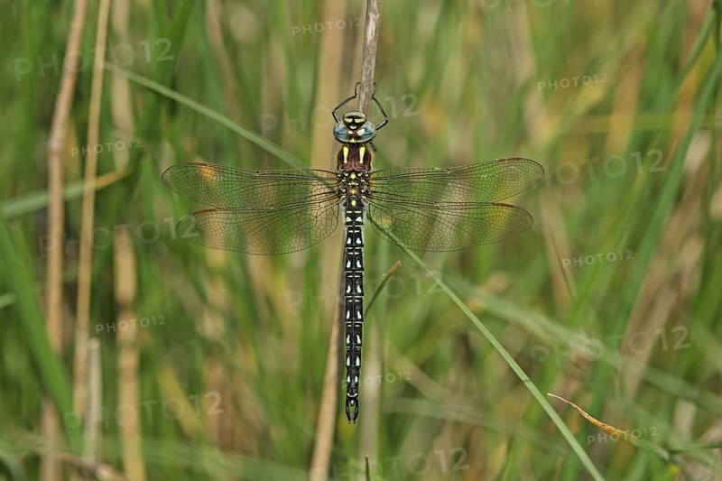 Hairy dragonfly