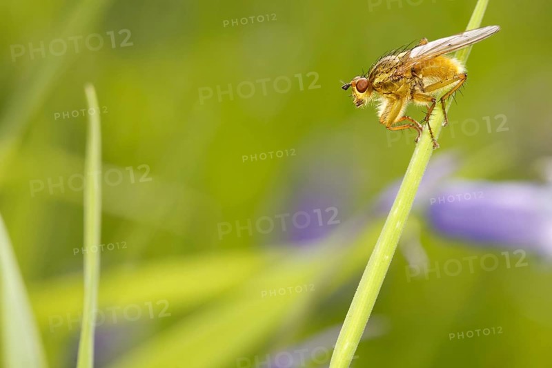 Yellow Dungfly
