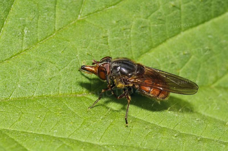 Common snout hoverfly
