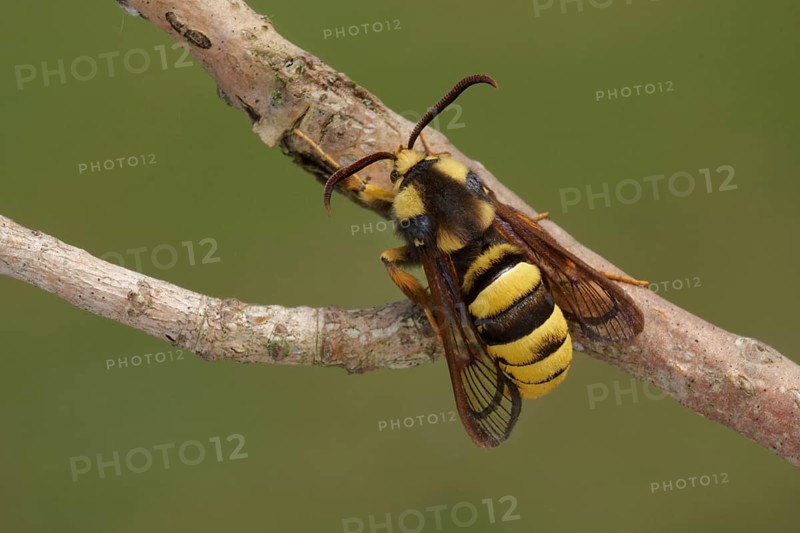Hornet Clearwing
