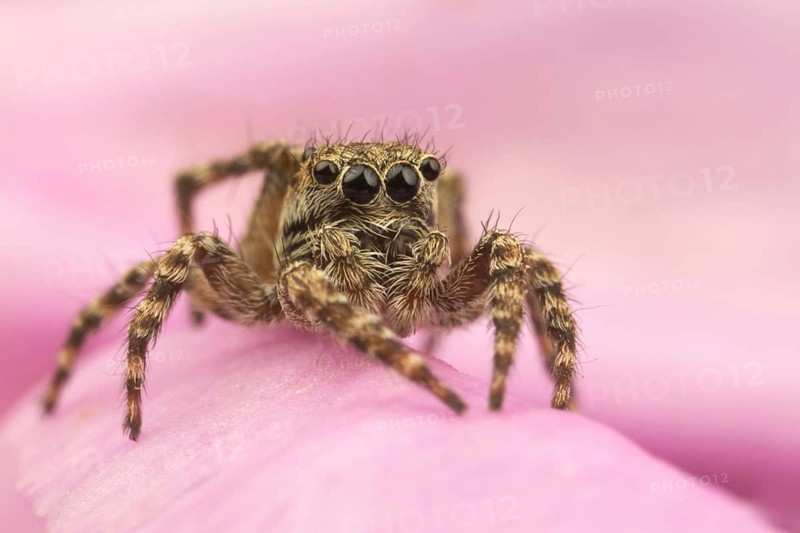 Fencepost Jumping Spider