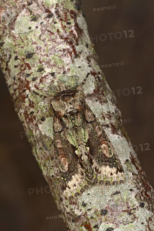 Green-brindled crescent
