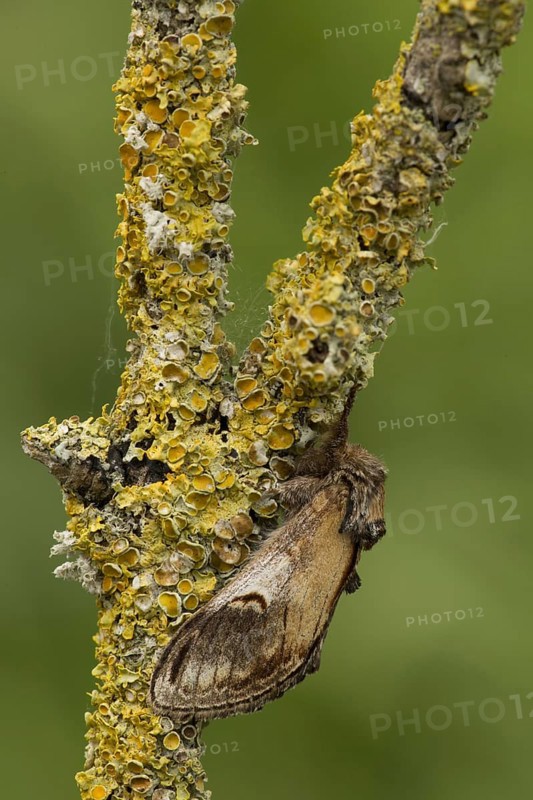 Pebble Prominent