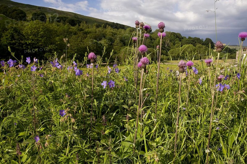 Flowering Melancholy Thistle