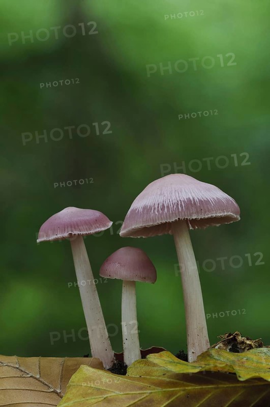 Pink Bonnet
