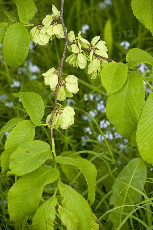Wych wych elm