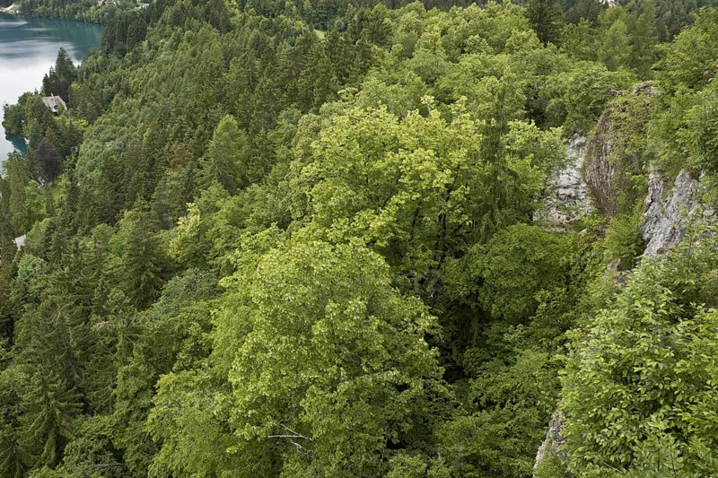 Large-leafed Lime