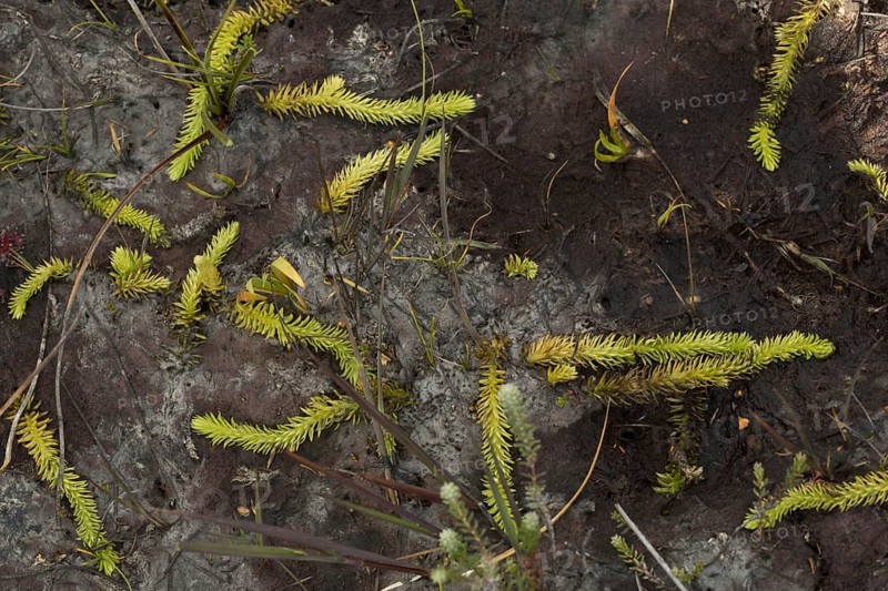 Marsh Clubmoss