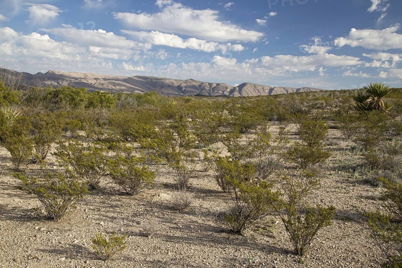 Creosote Bush