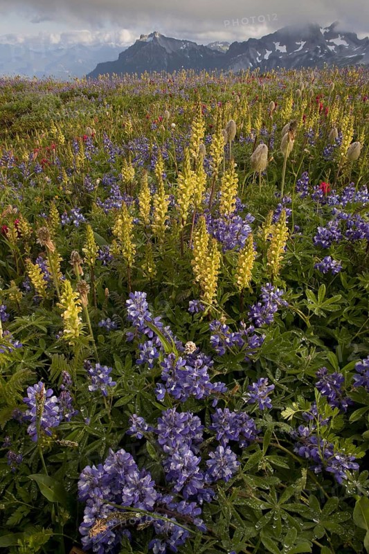 Alpine wildflowers