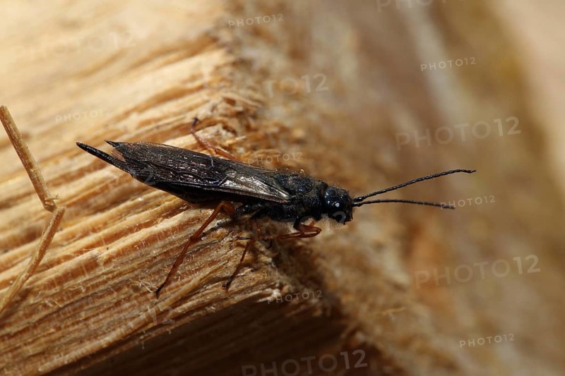 Black pine sawfly