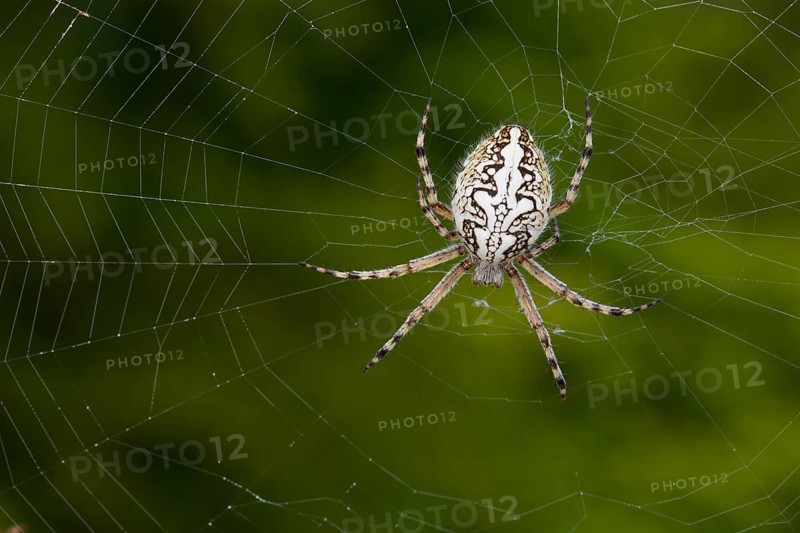 European garden spider