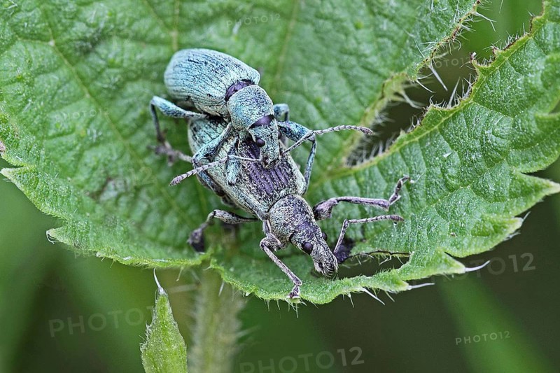 Green weevil