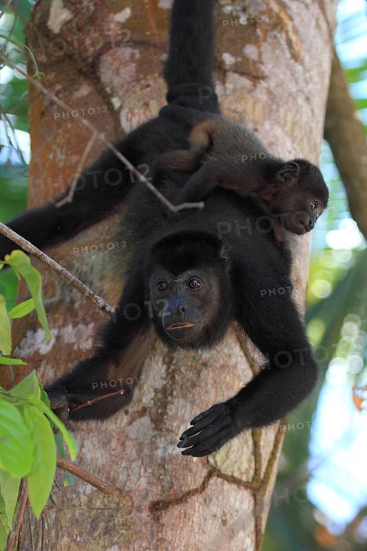Mantled howler monkey