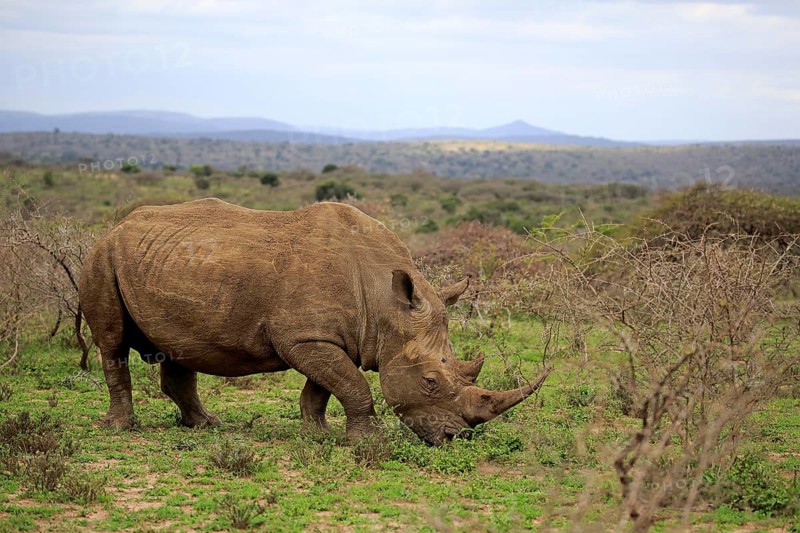 White rhinoceros