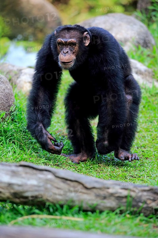 Chimpanzee