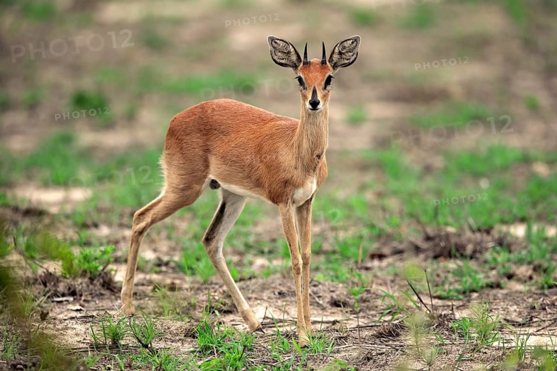 Steenbok