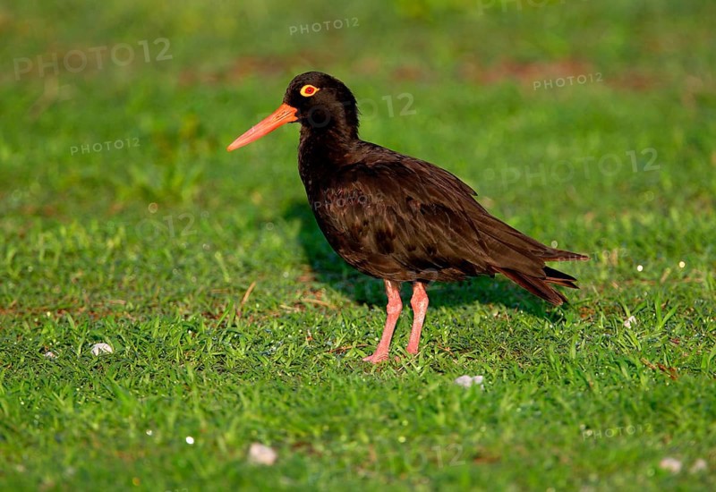 Sooty oystercatcher