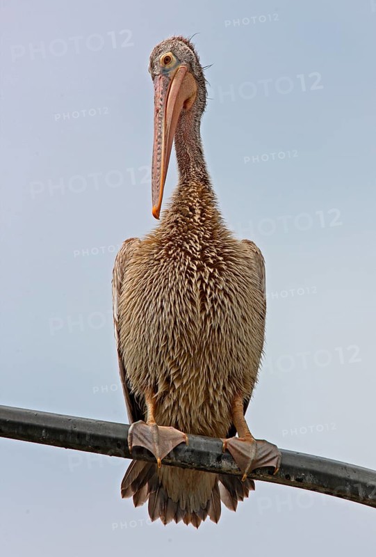 Spot-billed Pelican