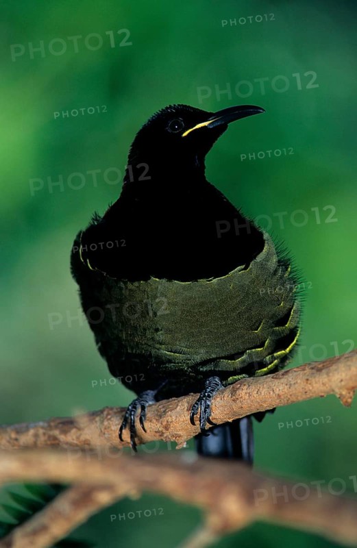 Victoria's riflebird