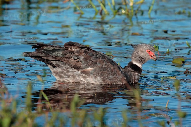 Weir Bird