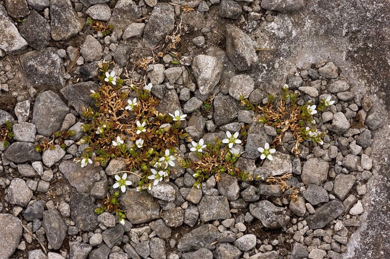 Norwegian sandwort