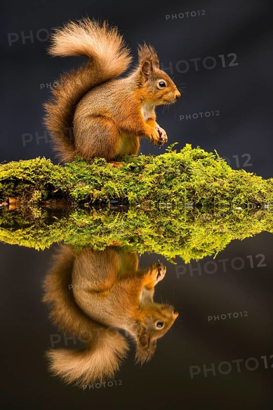 Eurasian red squirrel