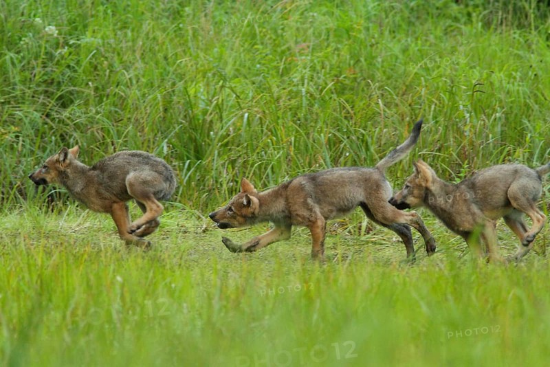 Grey gray wolf