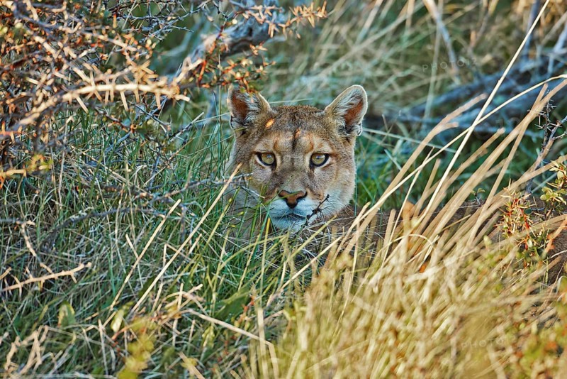 Puma