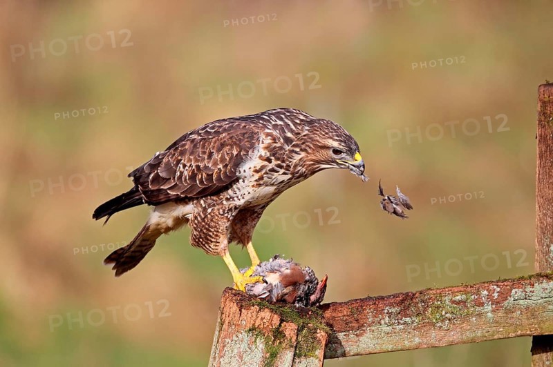 Adult steppe buzzard