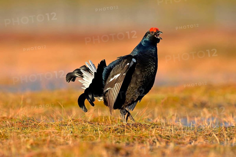 Black grouse