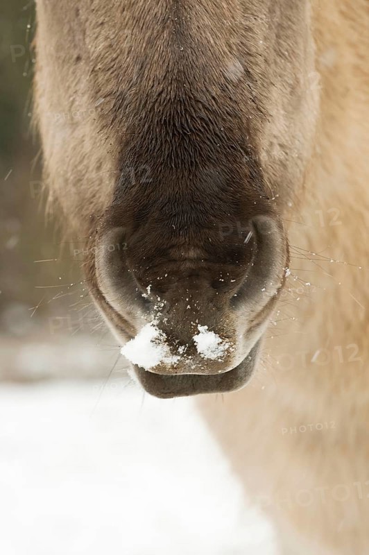 Konik horse