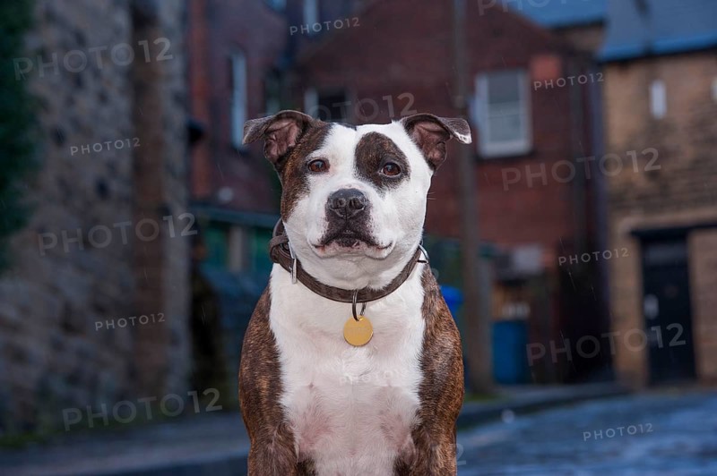 Domestic dog