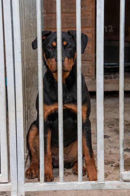 Seven-month-old Rottweiler in outdoor kennel