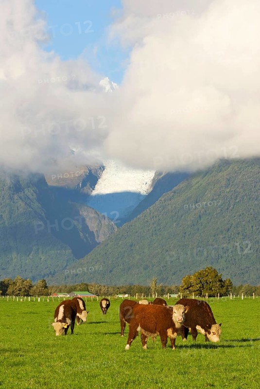 Domestic Cattle
