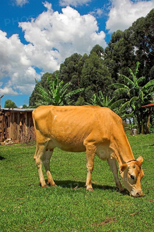 Domestic cattle