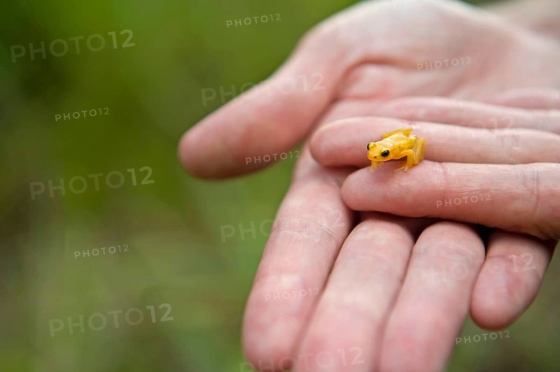 Golden poison dart frog