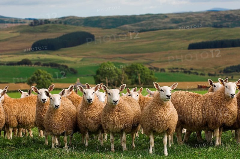 Domestic Sheep