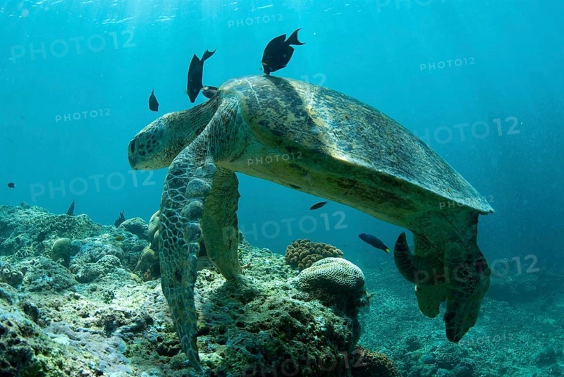 Green Turtle