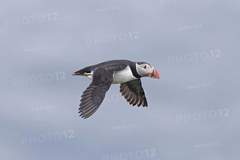 Puffin