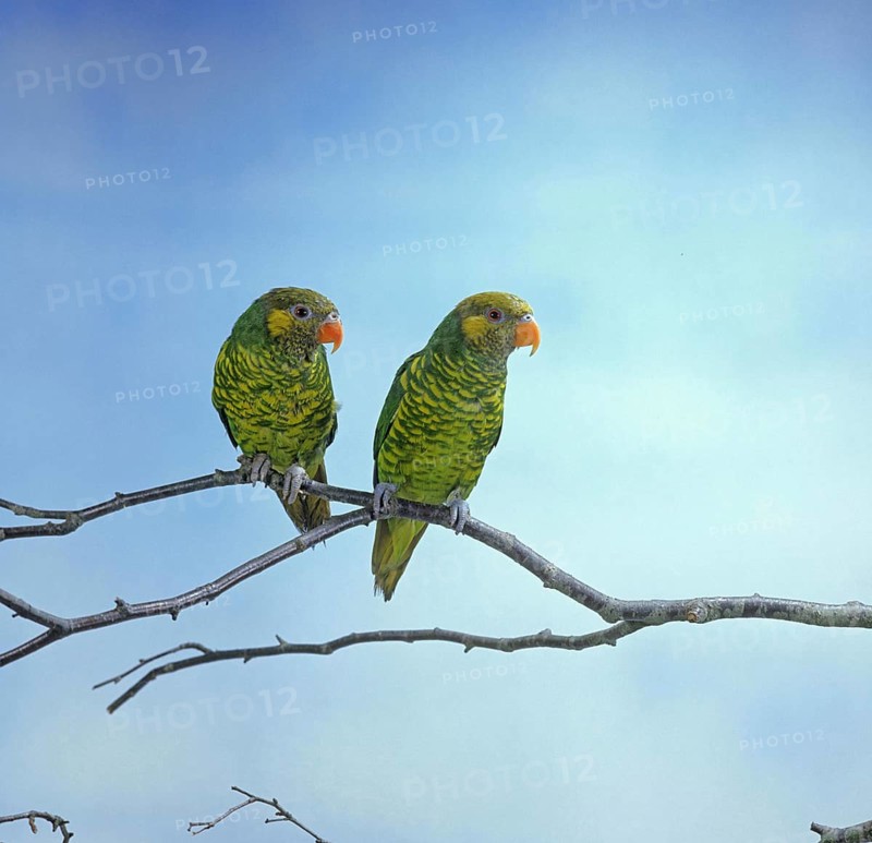 Yellow and green lorikeet
