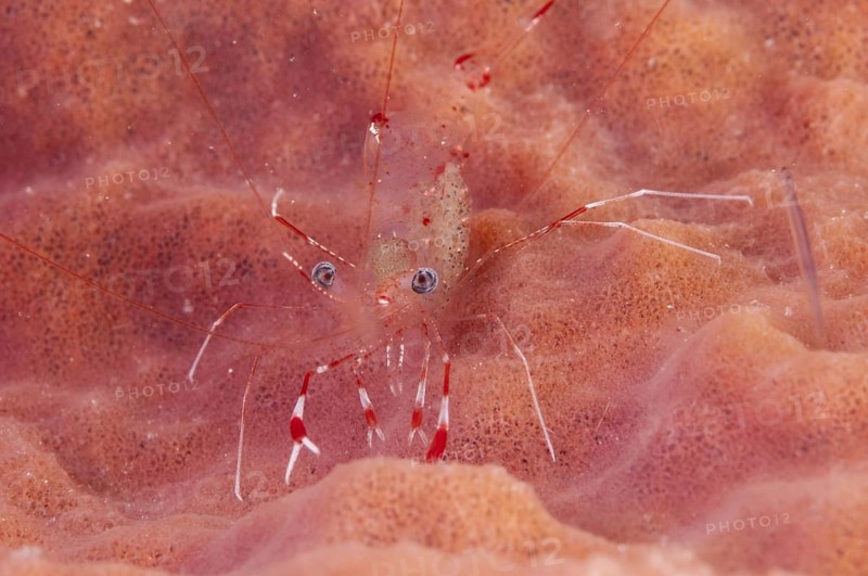 Clear cleaner shrimp