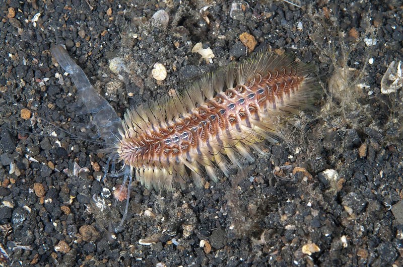 Golden golden fireworm